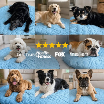 CoolRest – More Coolness and Rest for Your Dog