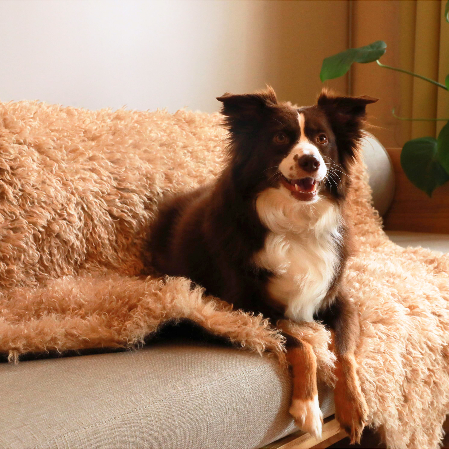 Aprolo™ Luxury Waterproof Pet Blanket & Bed Runner