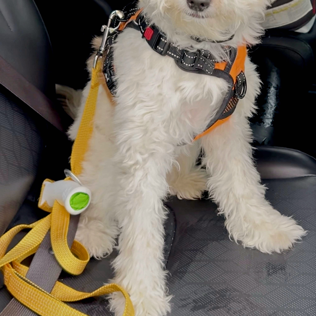 Aprolo™ Quick Control Leash – Lock, Walk, Enjoy